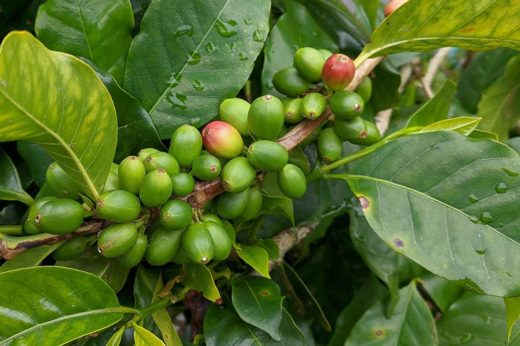Green and red coffee cherries growing on a tropical coffee plant branch.
