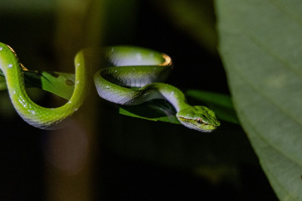 Green viper coiled on a branch in the Borneo rainforest at night.