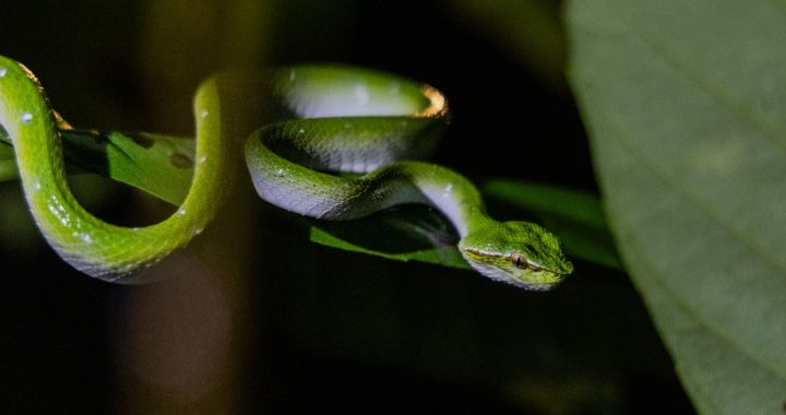 Vipère verte enroulée sur une branche dans la forêt tropicale de Bornéo de nuit.