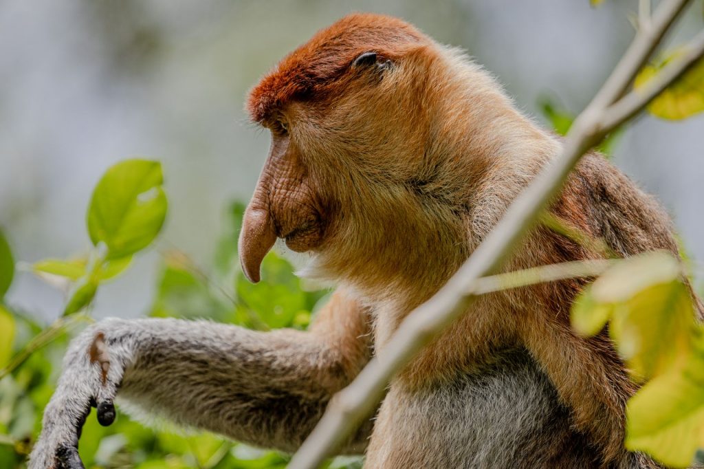 Proboscis monkey observing the tropical forest in a Borneo mangrove.
