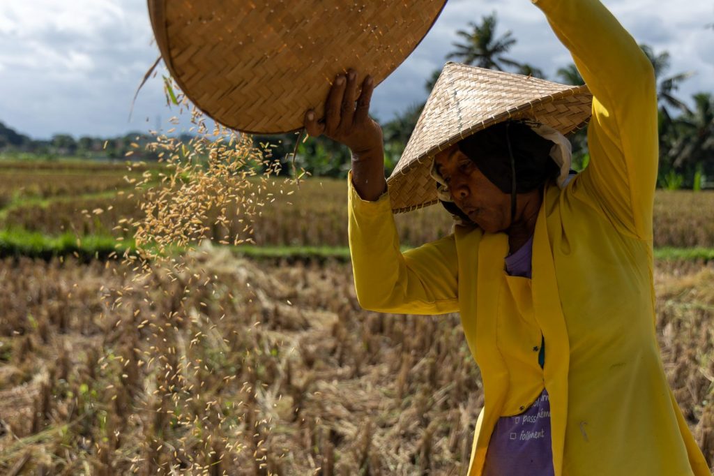 Farmer separating rice grains after harvest