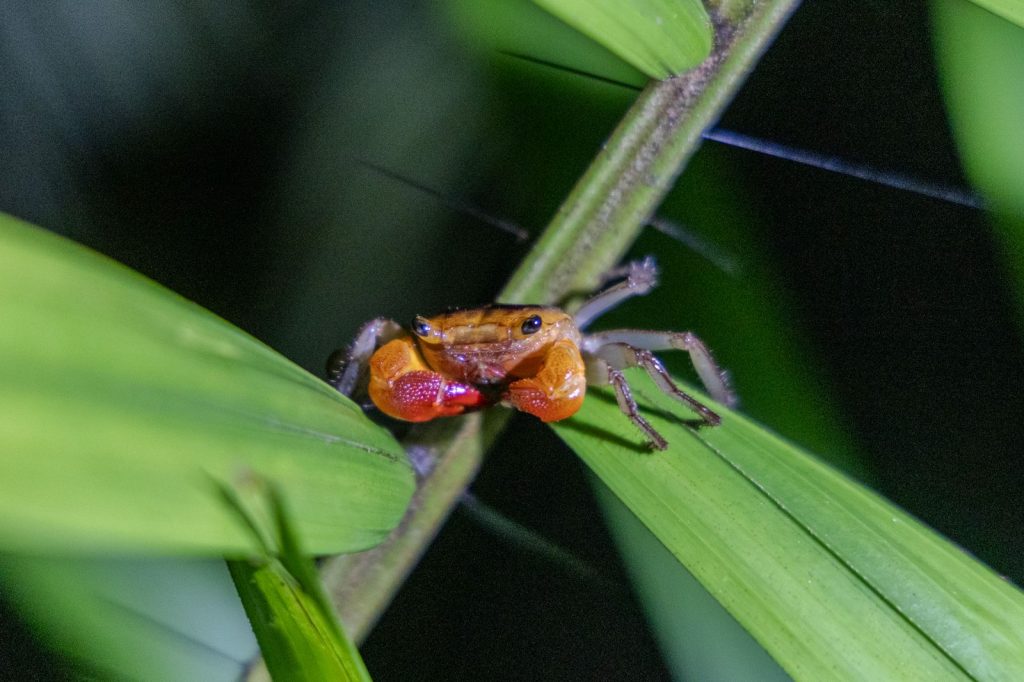 Petit crabe tropical sur une plante dans la forêt humide de Bornéo.