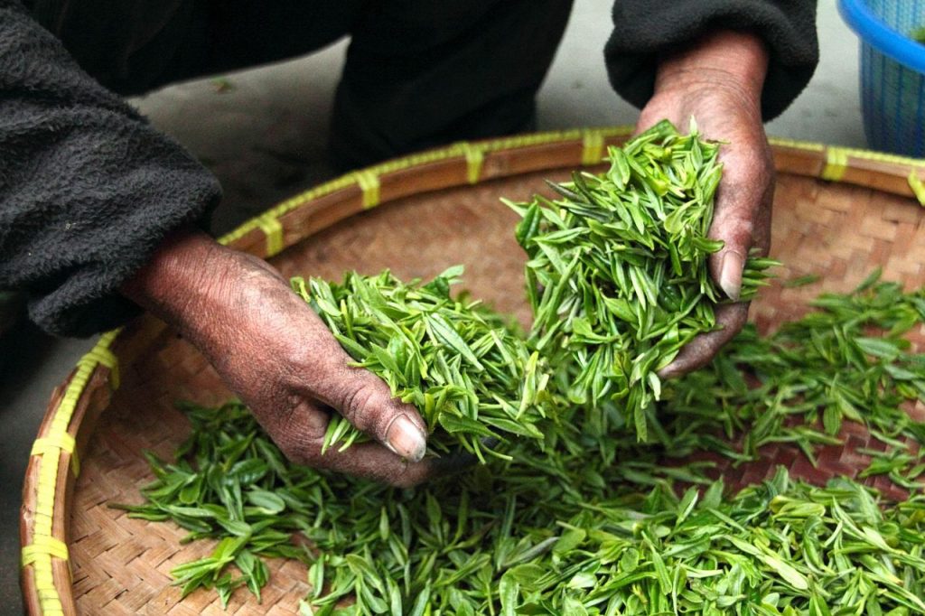 Hand sorting fresh tea leaves after harvest.