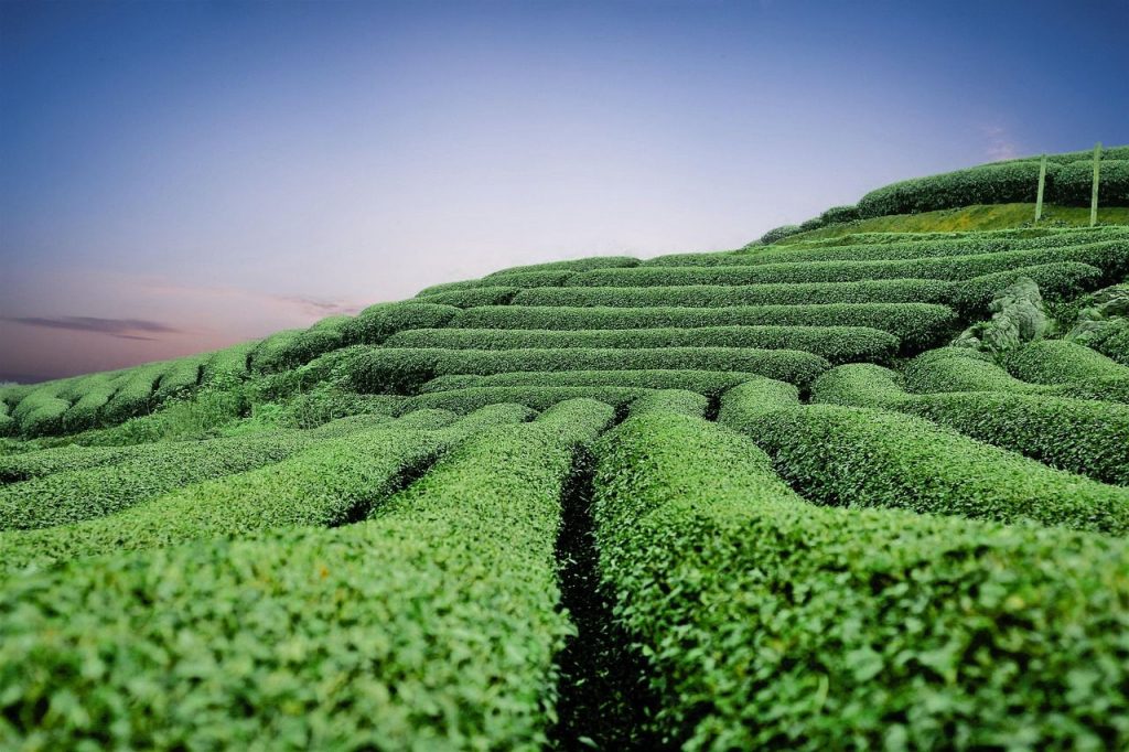 Plantation de thé en terrasses dans une région montagneuse.