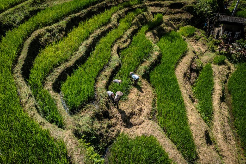 Vue aérienne de rizières en terrasses avec agriculteurs au travail