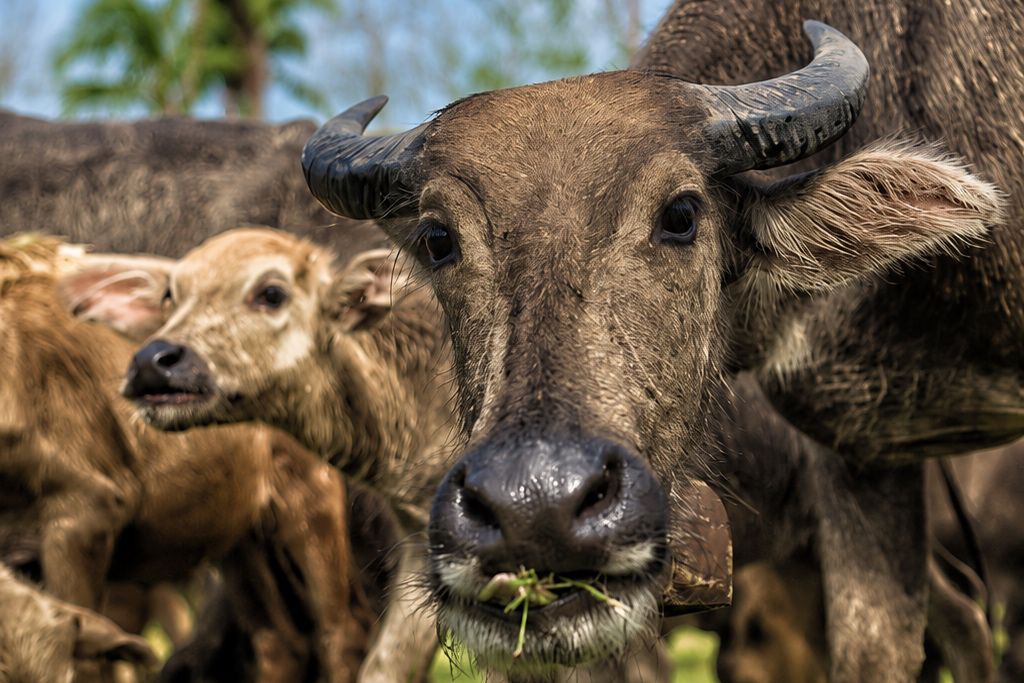 Portrait rapproché d’un buffle d’eau dans une zone rurale d’Asie avec son troupeau en arrière-plan.