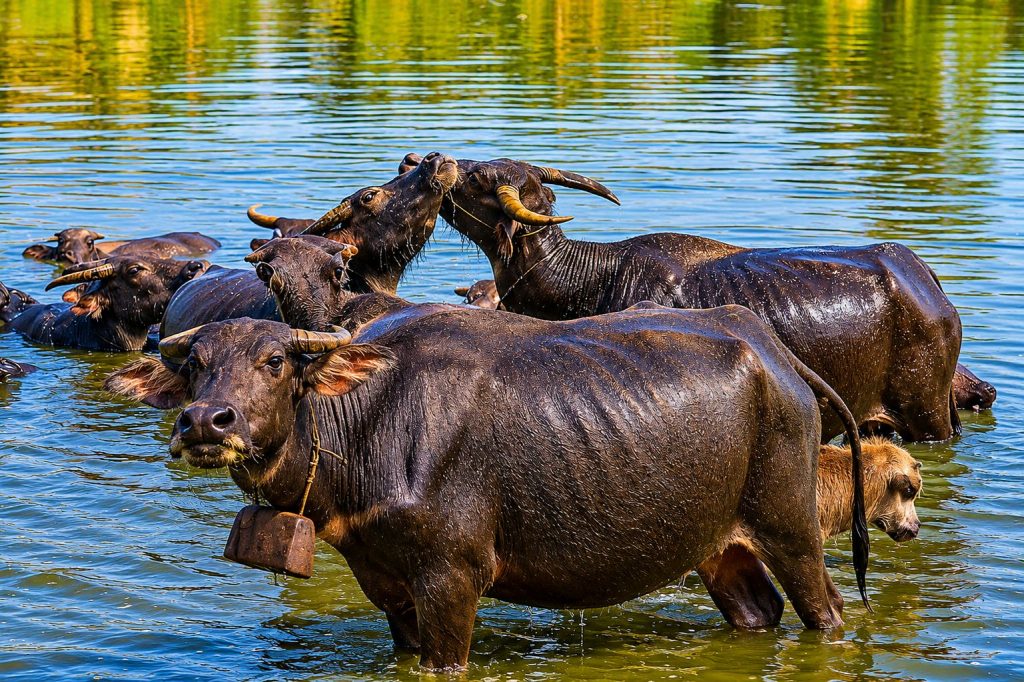 Water buffaloes rest in a river under tropical heat in Asia.