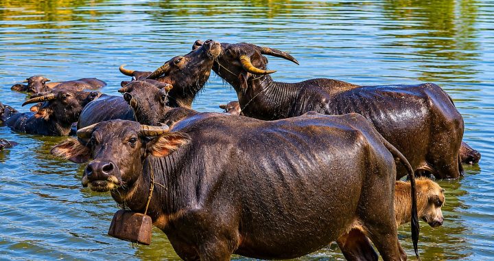 Des buffles d’eau se reposent dans une rivière sous la chaleur tropicale en Asie.