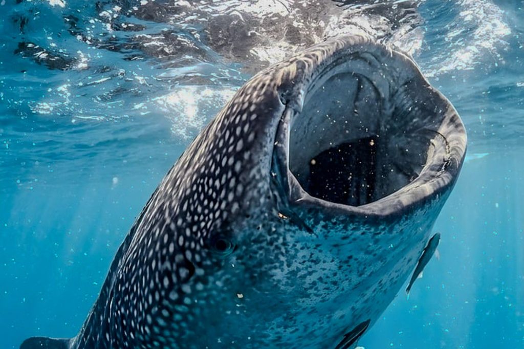 Requin-baleine filtrant de l’eau en surface dans un océan tropical.