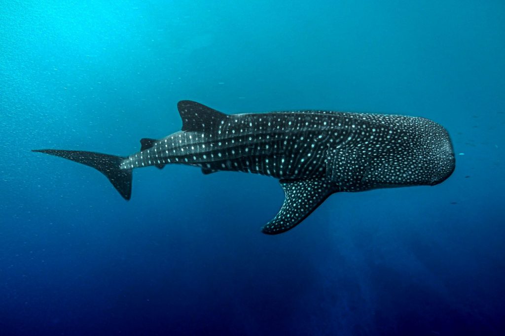 Whale shark moving through open blue ocean waters.
