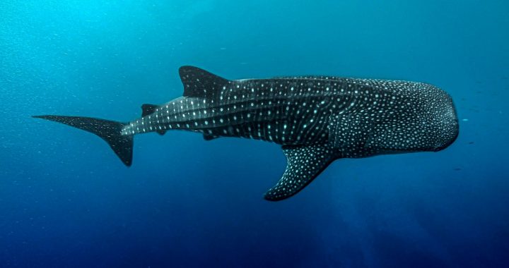 Requin-baleine évoluant dans une eau bleue au large.