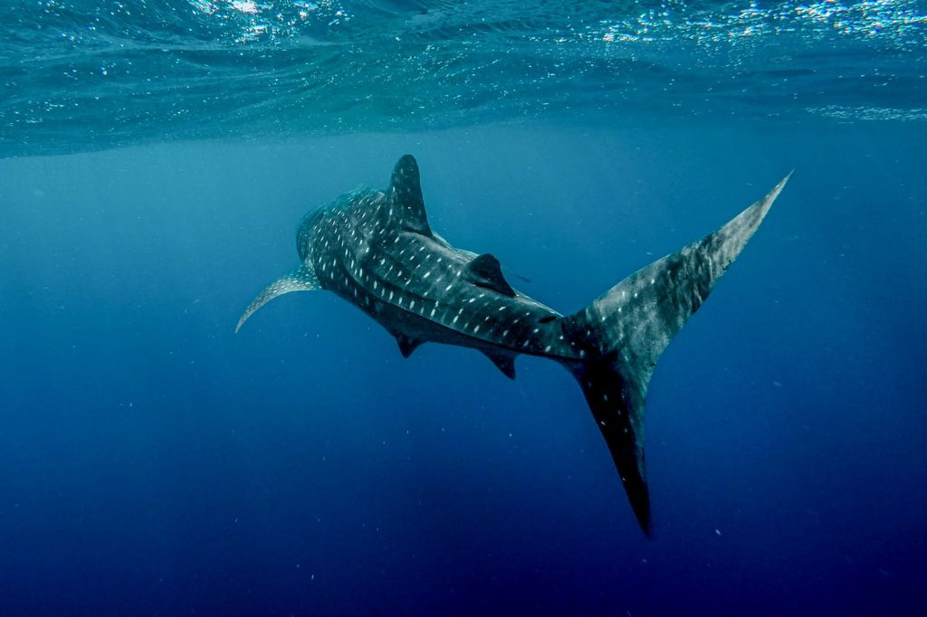 Requin-baleine nageant dans l’océan ouvert lors d’une migration liée aux courants marins et au plancton.