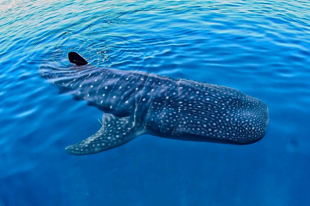 Whale shark slowly swimming in calm tropical waters.