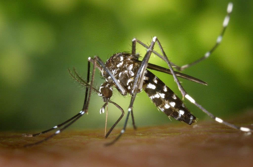 Moustique tigre se nourrissant sur la peau humaine, vecteur de maladies tropicales.