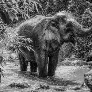 An Asian elephant bathing in a forest river in Thailand while its mahout watches nearby.