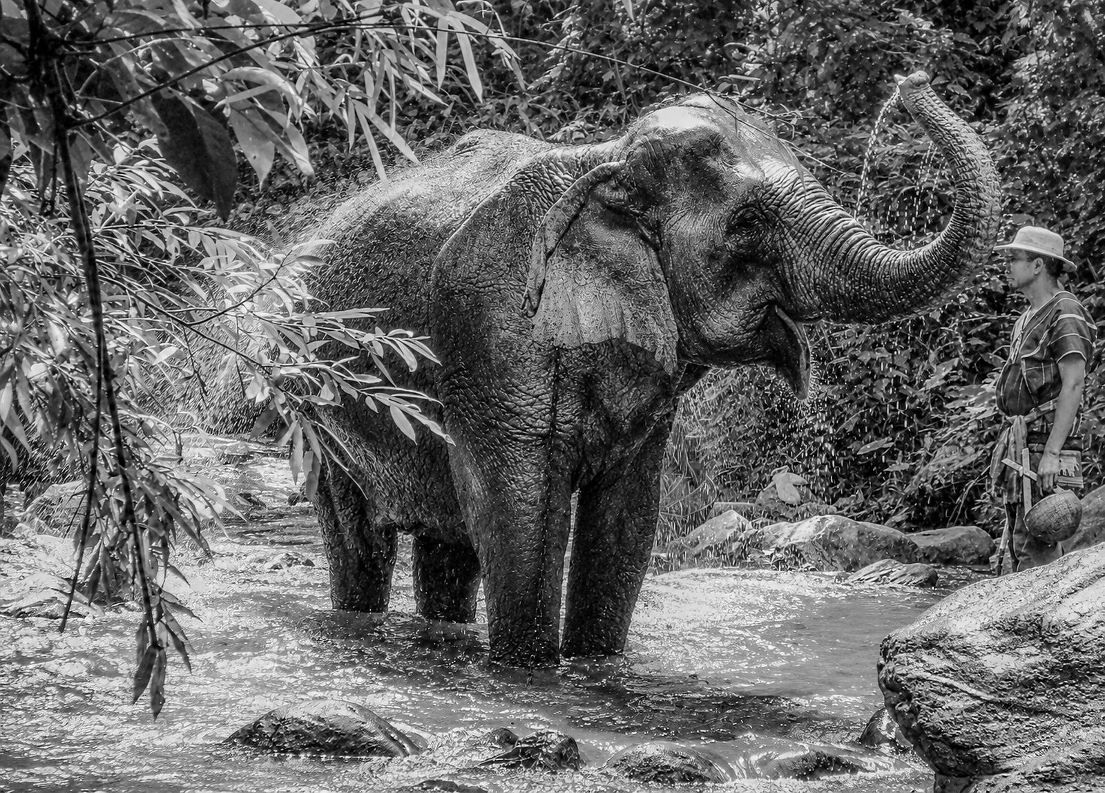 An Asian elephant bathing in a forest river in Thailand while its mahout watches nearby.