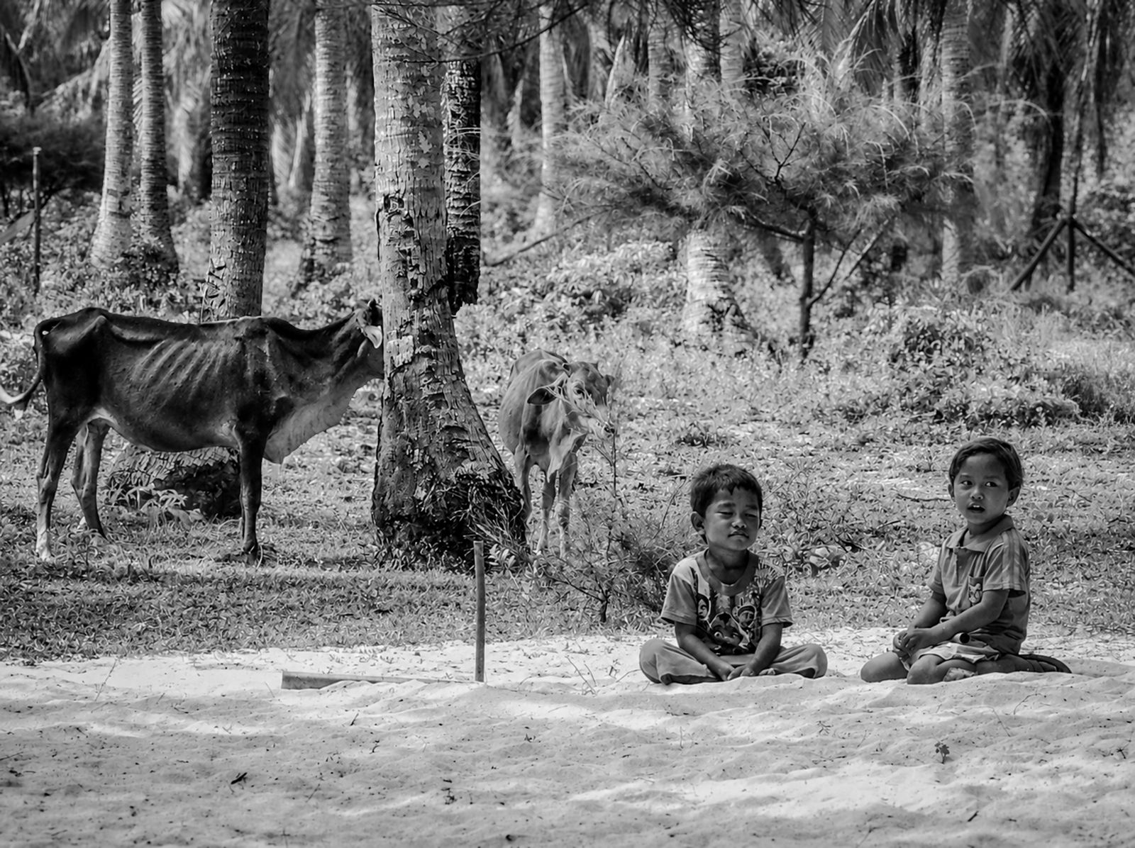 Two children sitting on a white sand beach in Malaysia, surrounded by coconut palms and free-roaming cattle.