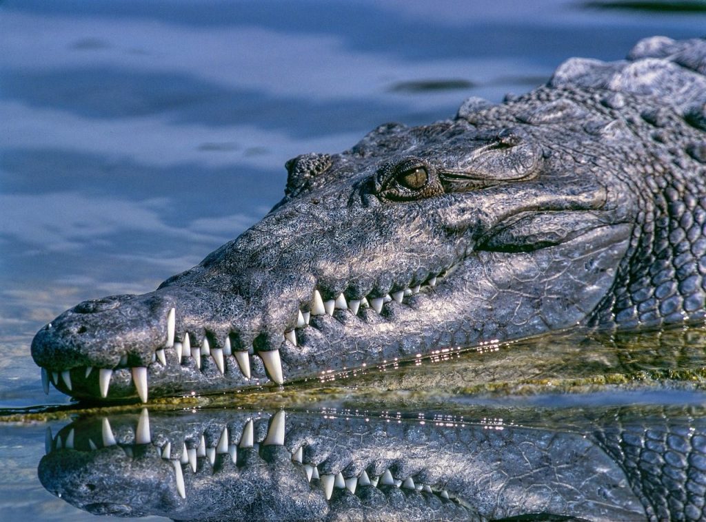 Crocodile head emerging from the water in a tropical wetland.