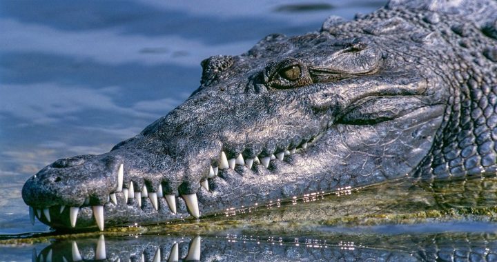 Crocodile head emerging from the water in a tropical wetland.