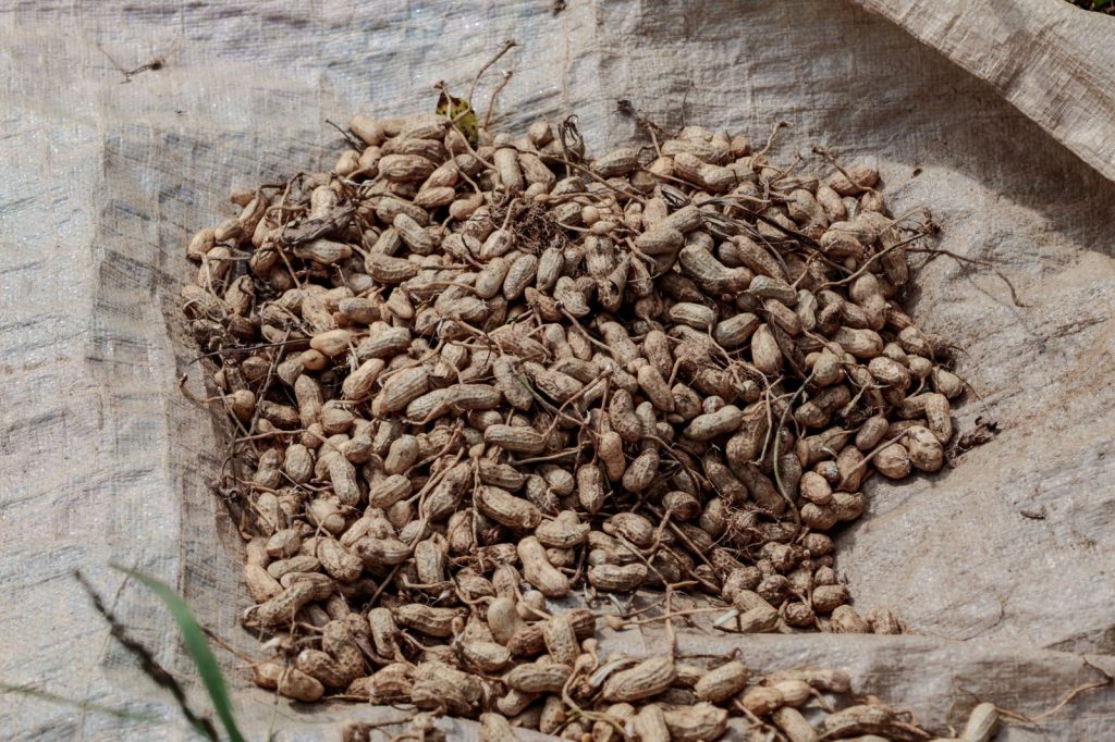 Des arachides fraîchement récoltées sont rassemblées avant le séchage dans une exploitation agricole de Java.