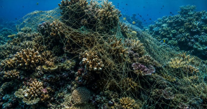 Un filet fantôme recouvre un récif corallien dans un environnement marin tropical.
