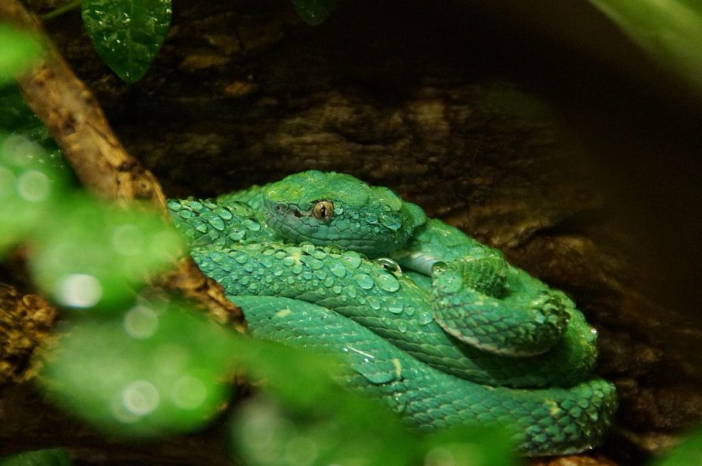 Vipère verte enroulée sur une branche dans une forêt tropicale humide.