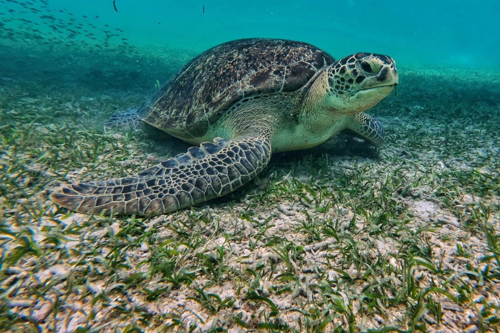 Tortue verte se nourrissant dans un herbier marin en eau peu profonde.