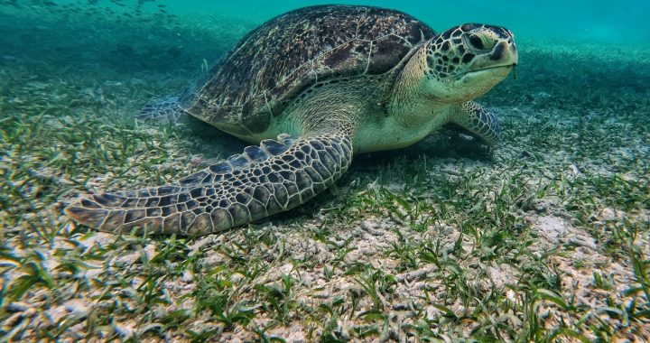 Tortue verte se nourrissant dans un herbier marin en eau peu profonde.
