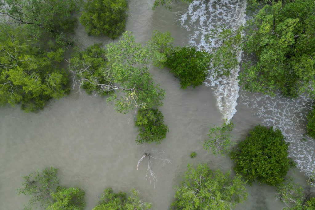Vue aérienne d'une forêt de mangroves traversée par les marées sur un littoral tropical.