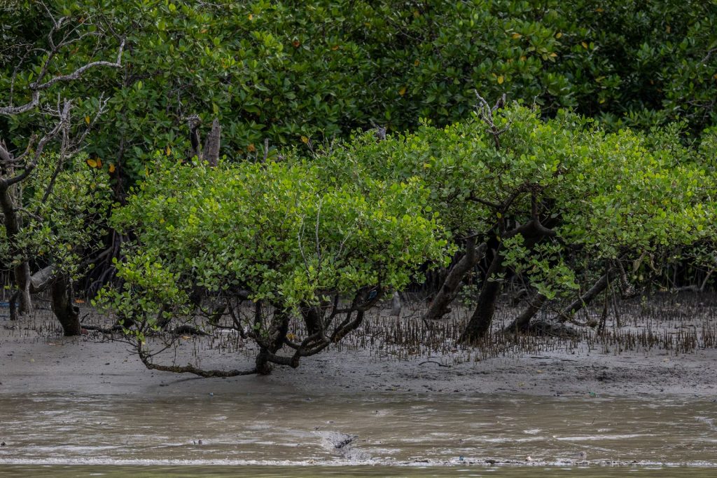 Mangroves poussant sur un estran vaseux dans une zone humide côtière.