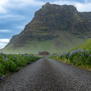 Mountain road through lupin fields in southern Iceland