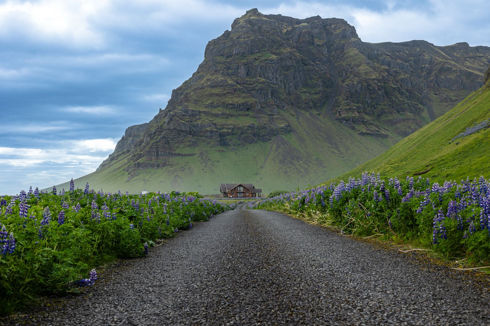 Mountain road through lupin fields in southern Iceland
