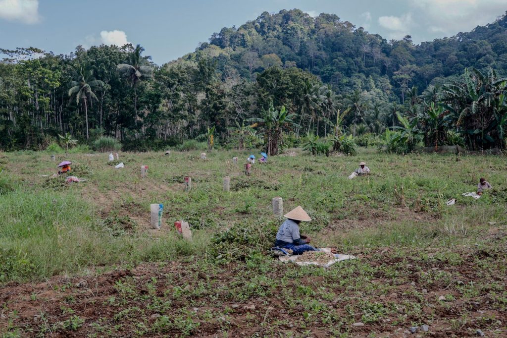 Agriculteurs récoltent des arachides à la main dans un champ entouré de collines tropicales à Java.