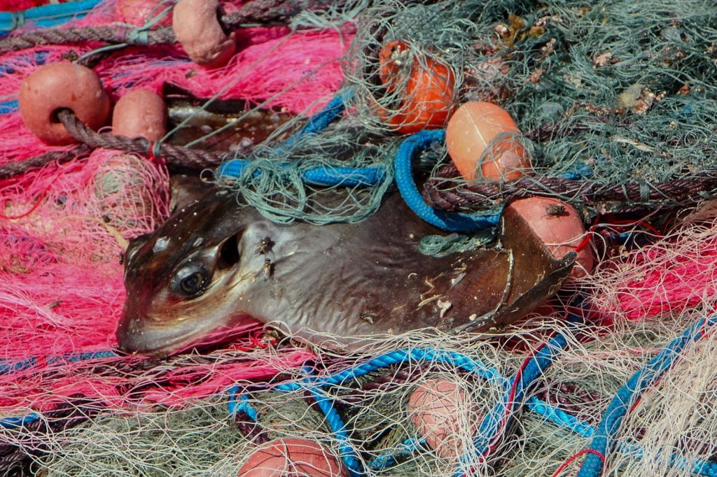 Une raie prise dans un filet de pêche abandonné parmi des cordages et des flotteurs.