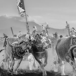 Black and white photograph of decorated buffaloes racing during a traditional Makepung event in Jembrana, West Bali.