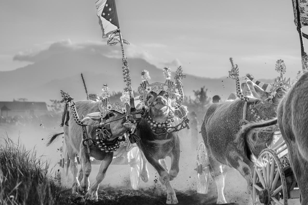Black and white photograph of decorated buffaloes racing during a traditional Makepung event in Jembrana, West Bali.