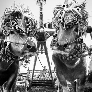 Black and white fine art photograph of two decorated Makepung buffaloes in Jembrana, West Bali.