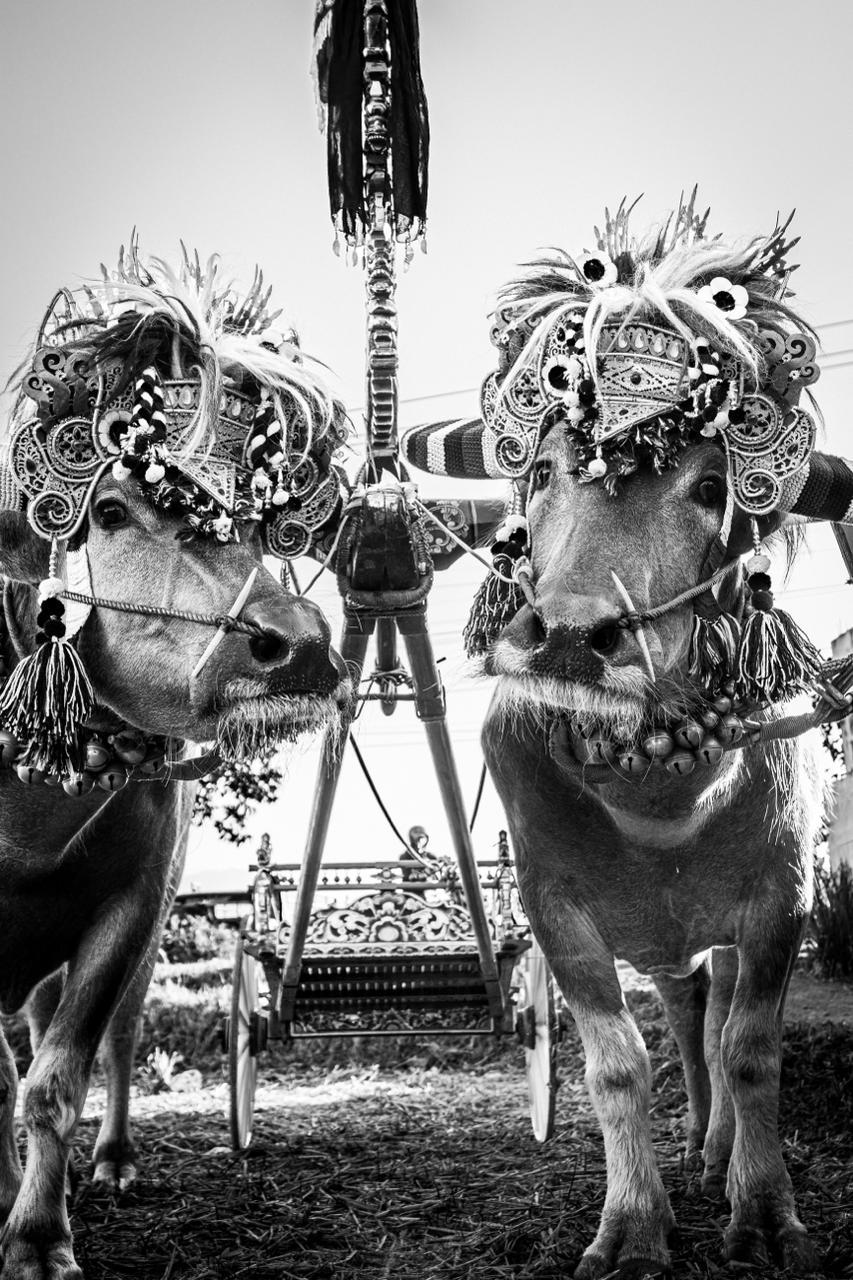 Black and white fine art photograph of two decorated Makepung buffaloes in Jembrana, West Bali.
