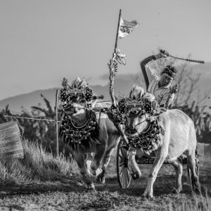 Makepung jockey racing two decorated buffaloes during a traditional race in Jembrana, West Bali.