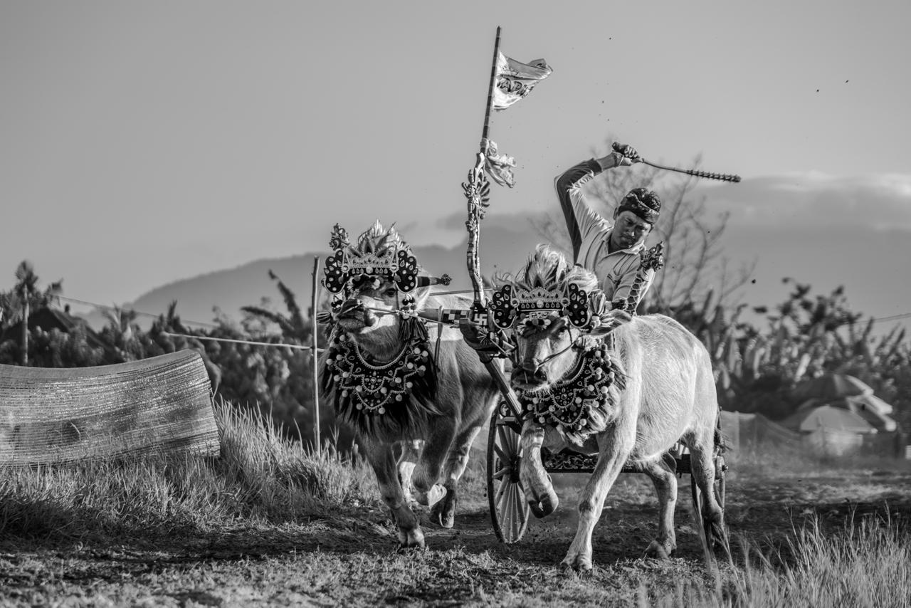 Makepung jockey racing two decorated buffaloes during a traditional race in Jembrana, West Bali.