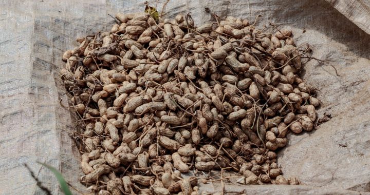 Freshly harvested peanuts are gathered before drying on a farm in Java.