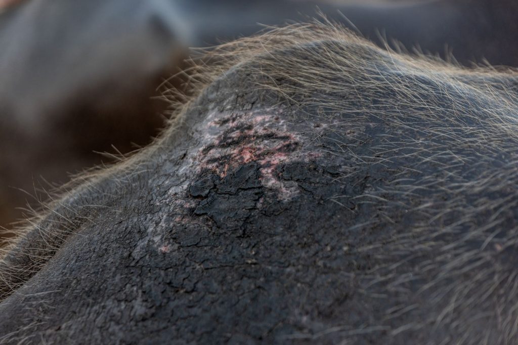 Visible skin injuries on a buffalo after a Makepung Bali race in Jembrana