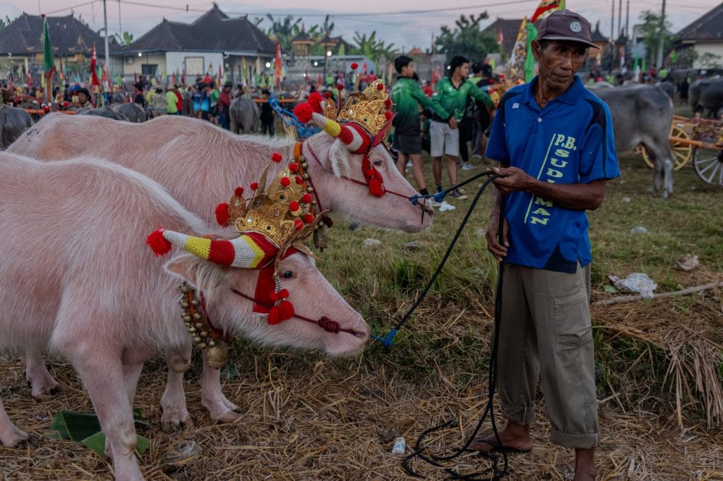 Two decorated white buffaloes with their owner during Makepung Bali in Jembrana