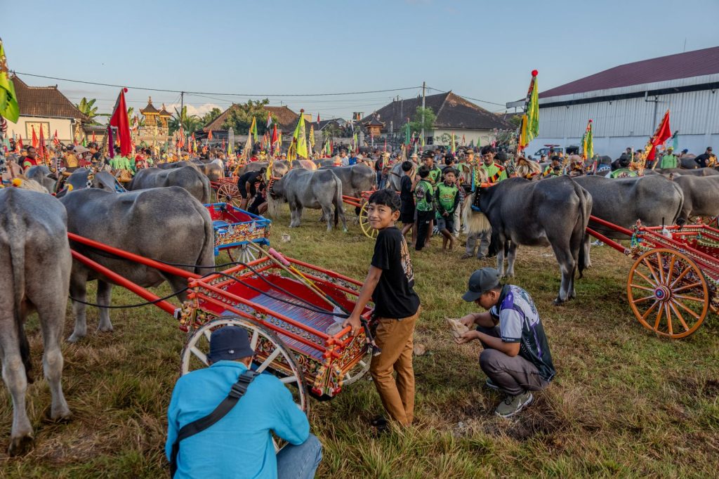 Buffaloes and traditional carts gathered before a Makepung Bali race in Jembrana