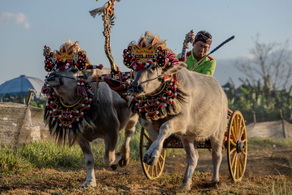 Jockey driving two decorated buffaloes during a Makepung Bali race in Jembrana