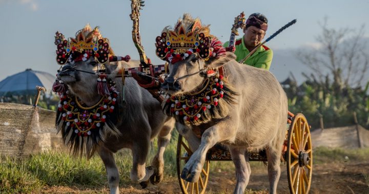 Jockey driving two decorated buffaloes during a Makepung Bali race in Jembrana