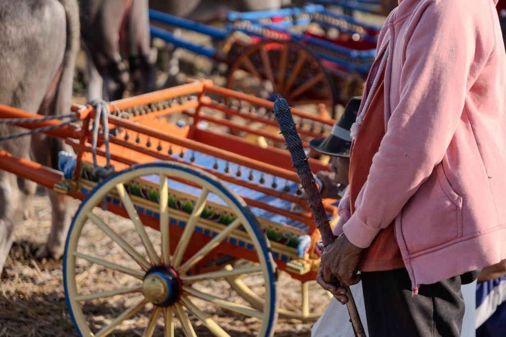 Traditional racing cart and participant during a Makepung Bali event in Jembrana