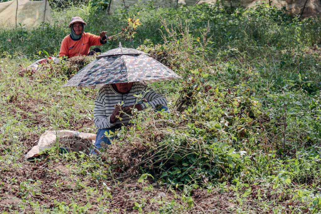 Farmers manually harvest peanuts under the sun in a field in Java.