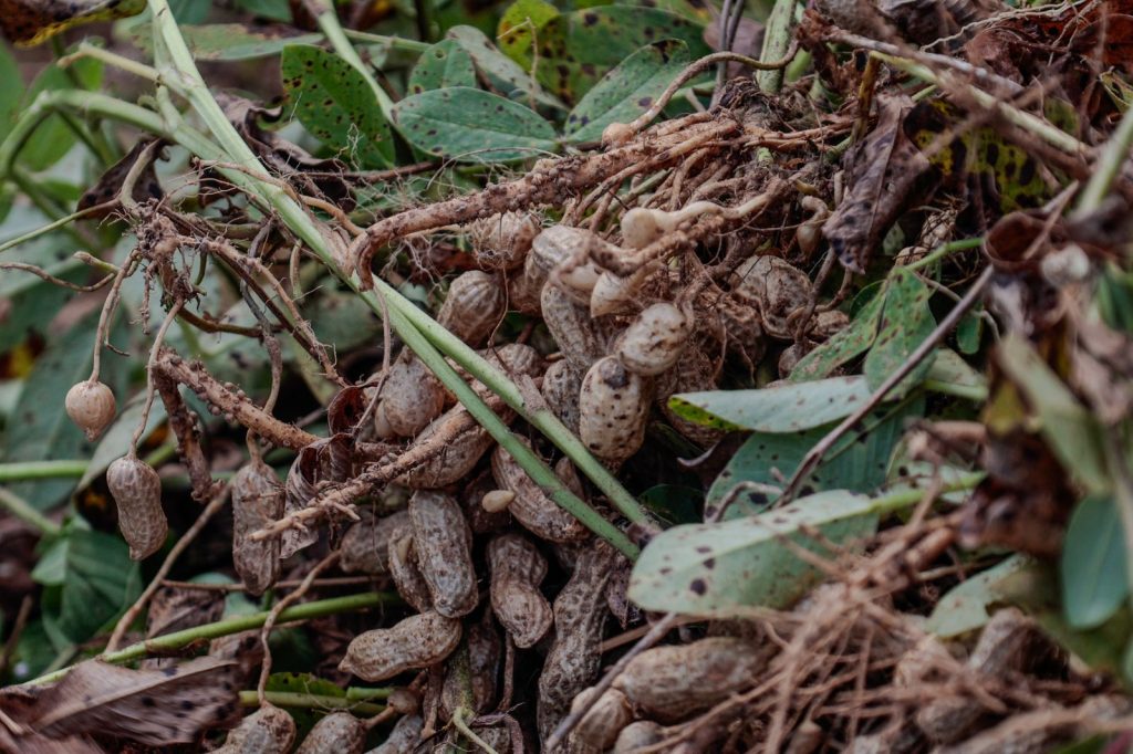 Freshly harvested peanuts still attached to their roots in an agricultural field in Java, Indonesia.