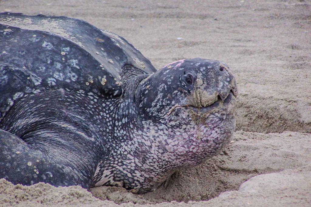 Adult leatherback sea turtle resting on a sandy beach, showing its distinctive leathery shell and large body.